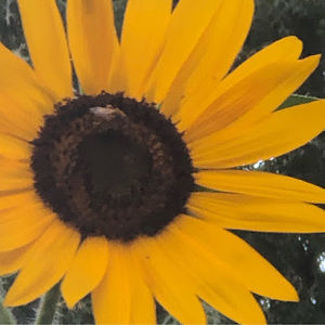 Meet your Posher, Melanie